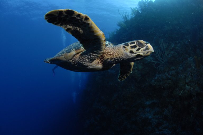 A tartaruga é o simbolo do país devido a grande quantidade em seus mares (Crédito: Lawson Wood)