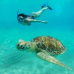 Tartarugas marinhas são tão comuns quanto turistas nas águas de Curaçao (Foto: Flymaniacs)