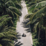 As estradas de Siargao são lindas e cheias de coqueiros (Foto: Flymaniacs)