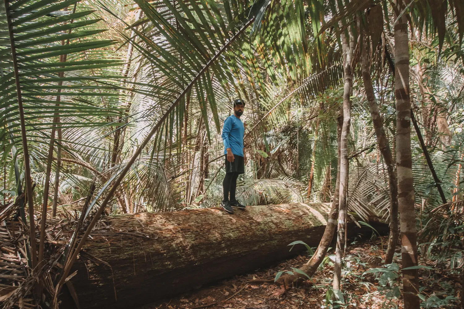 Confira 8 dicas de sobrevivência na Floresta Amazônica - Portal