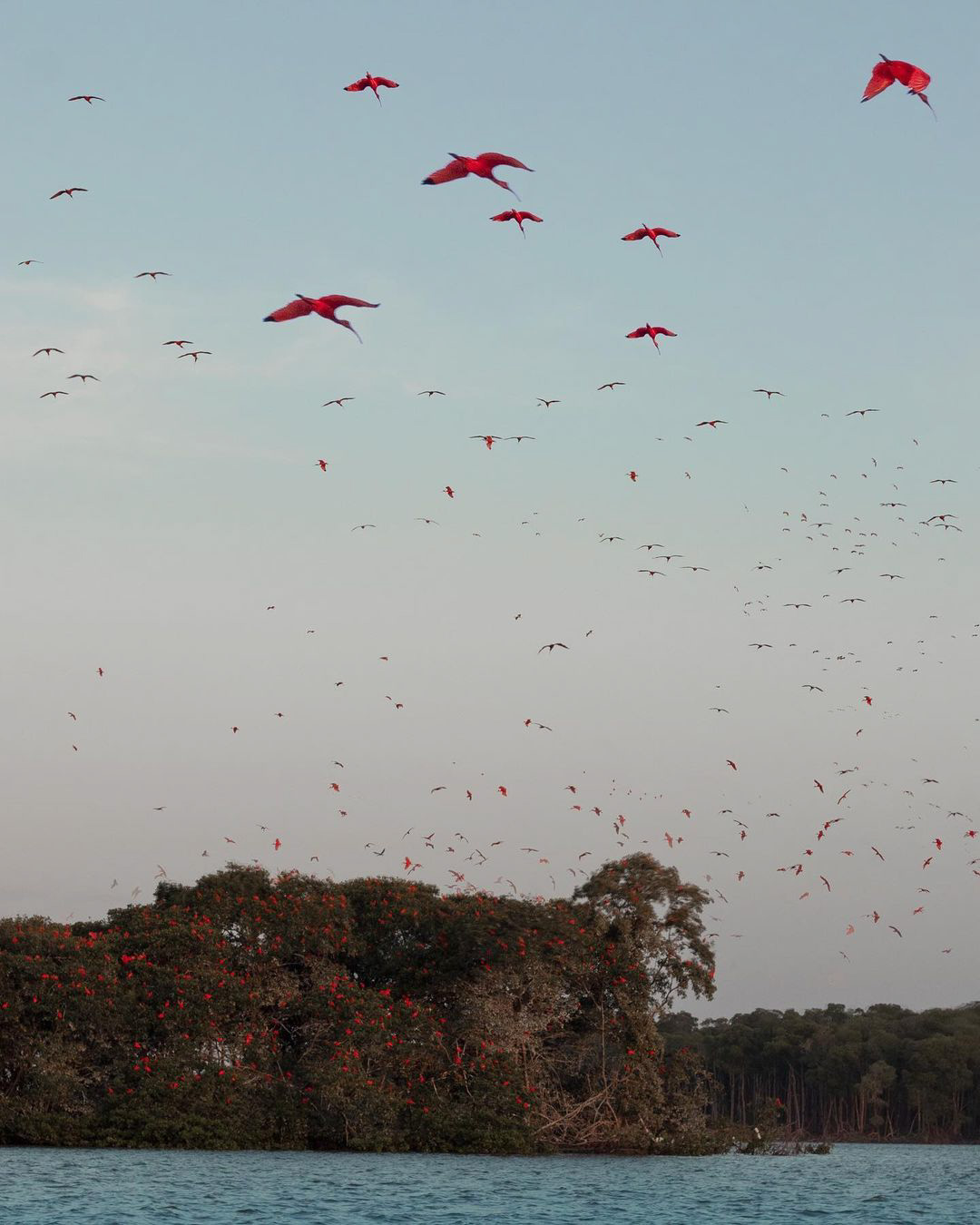 A incrível Revoada dos Guarás no Delta do Parnaíba (Foto: @flymaniacs)